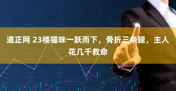 道正网 23楼猫咪一跃而下，骨折三条腿，主人花几千救命